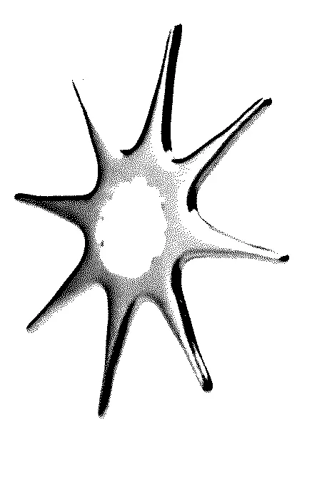 Star digital graphic