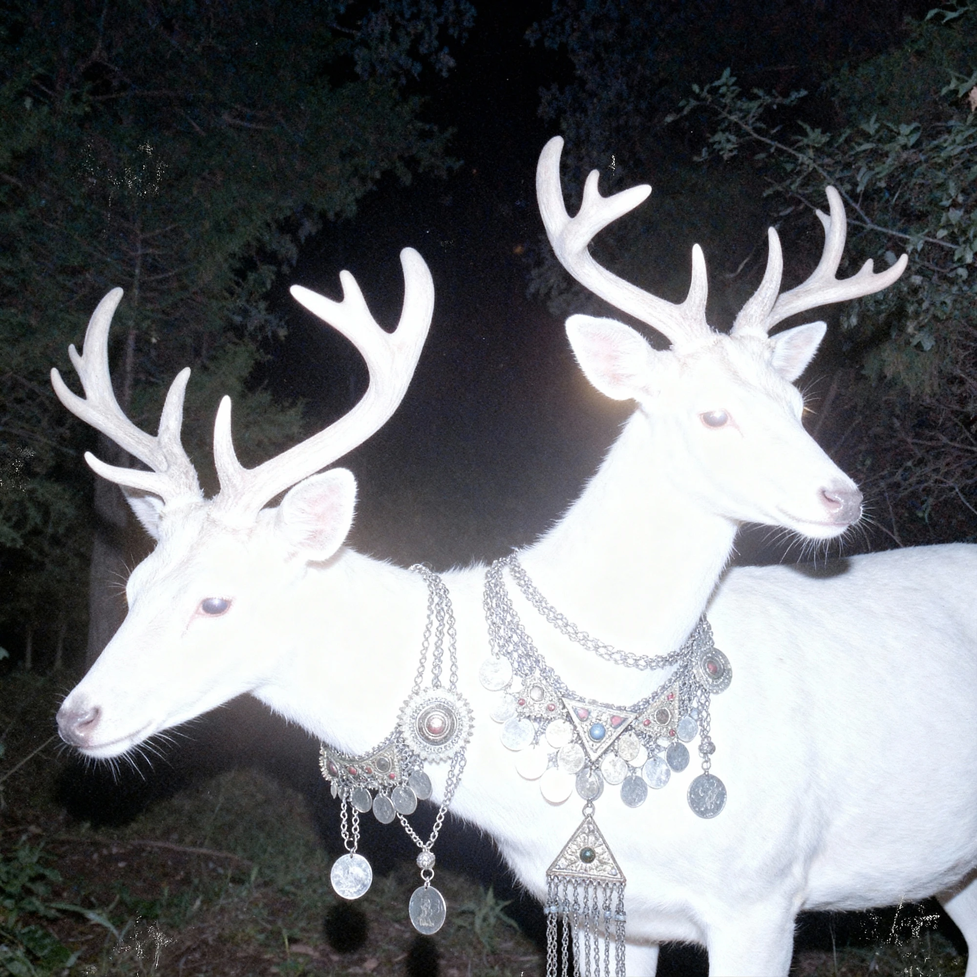 Double headed white deer visual
